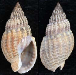 Nassarius reticulatus