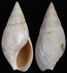Bullia rhodostoma