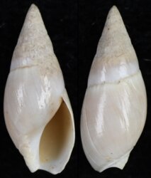 Bullia rhodostoma debilis