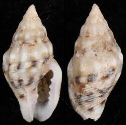 Euplica festiva