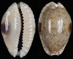 Naria erosa erosa