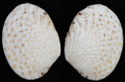 Gafrarium pectinatum
