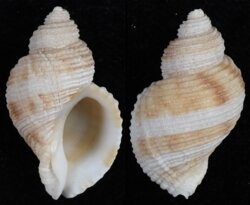 Nucella lima