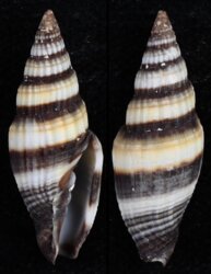 Vexillum caffrum