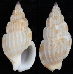 Antillophos makiyamai