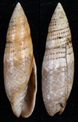 Scabricola fissurata