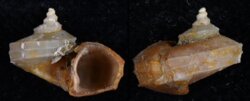 Zellippistes excentricus