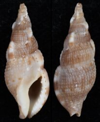 Colubraria canariensis