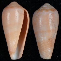 Conus solangeae