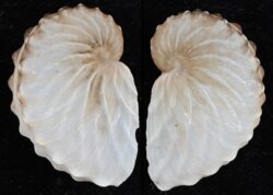 Argonauta hians