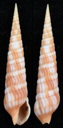 Myurella nebulosa
