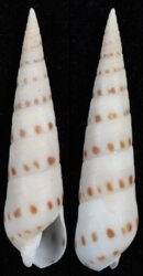 Oxymeris felina