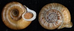 Ptychopoma omiacum