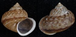 Cyclophorus alabatensis