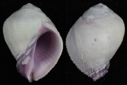 Coralliophila violacea