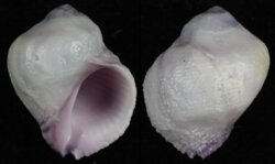 Coralliophila violacea