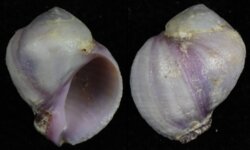 Coralliophila violacea