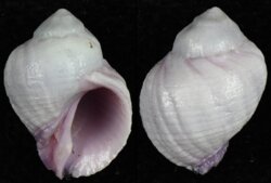 Coralliophila violacea