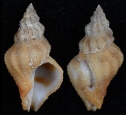 Coralliophila rubrococcinea