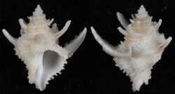 Babelomurex armatus