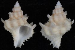 Babelomurex yumimarumae