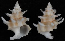 Babelomurex gemmatus