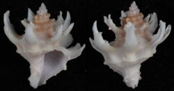 Babelomurex diadema