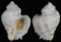 Coralliophila salebrosa