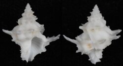 Babelomurex princeps