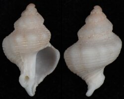 Mipus rosaceus