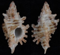 Chicoreus dodongi