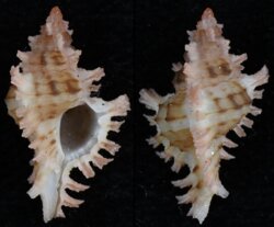 Chicoreus dodongi