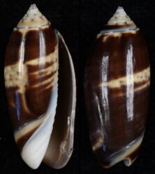 Oliva oliva