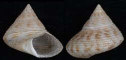 Calliostoma cf granulatum