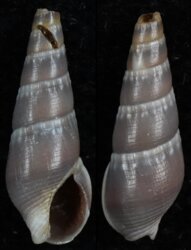 Naytia inopinata