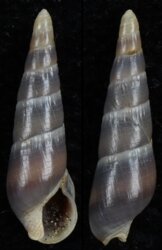 Naytia inopinata
