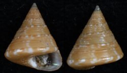 Calliostoma laugieri