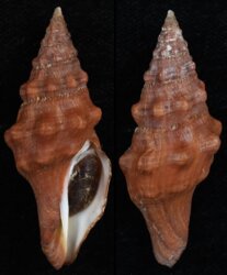 Latirus abnormis