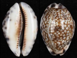 Mauritia histrio