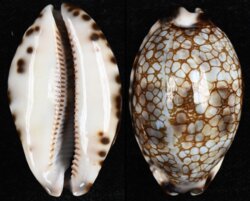 Mauritia histrio