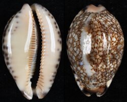 Mauritia grayana