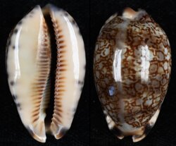 Mauritia grayana