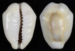 Monetaria moneta fma tuberculosa