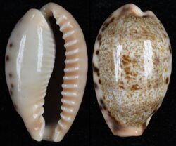 Erronea caurica quinquefasciata fma nabequensis