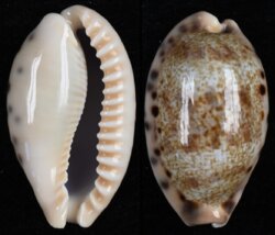 Erronea caurica quinquefasciata fma nabequensis