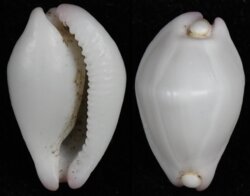 Calpurnus verrucosus