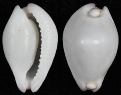 Calpurnus verrucosus