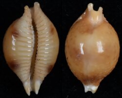 Pustularia bistrinotata bistrinotata