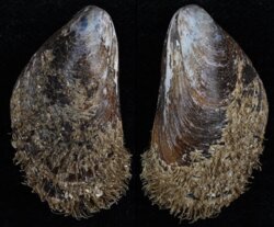 Modiolus barbatus