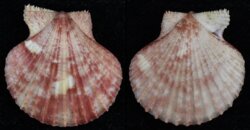 Aequipecten opercularis fma audouini